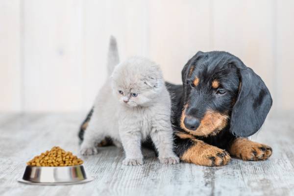 Pet Food: una soluzione globale